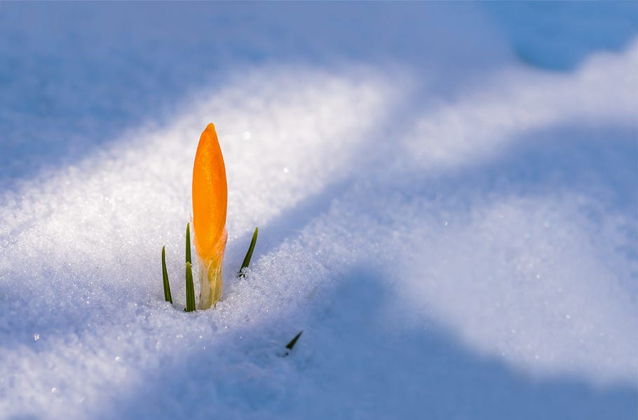 Crocus emerging in snow